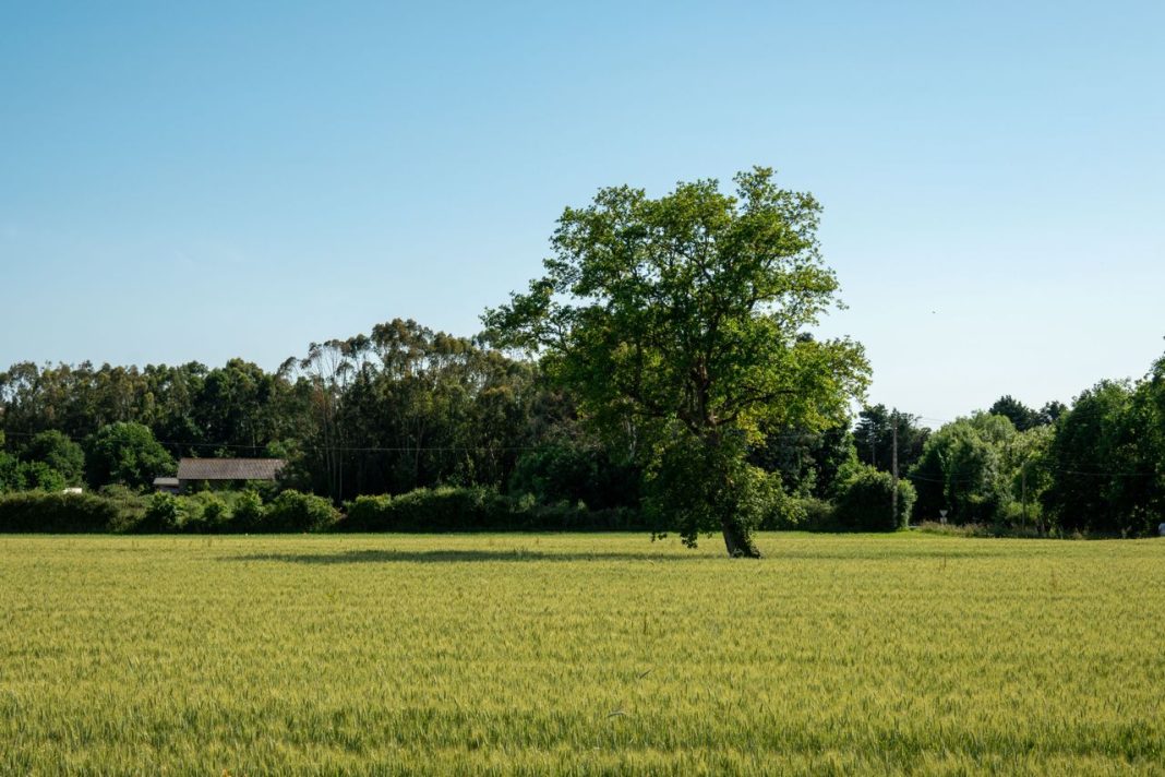 Árbol aislado en un campo de cereal verde bajo un cielo despejado.