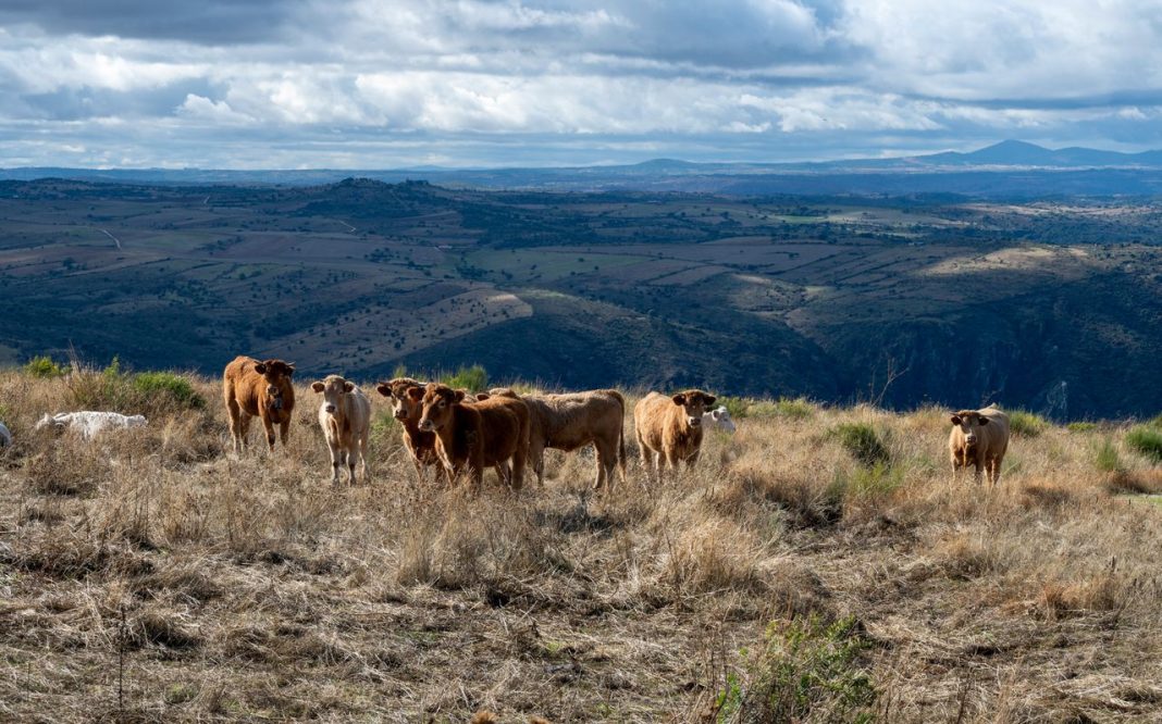 Vacas pastando en una loma con un valle al fondo.