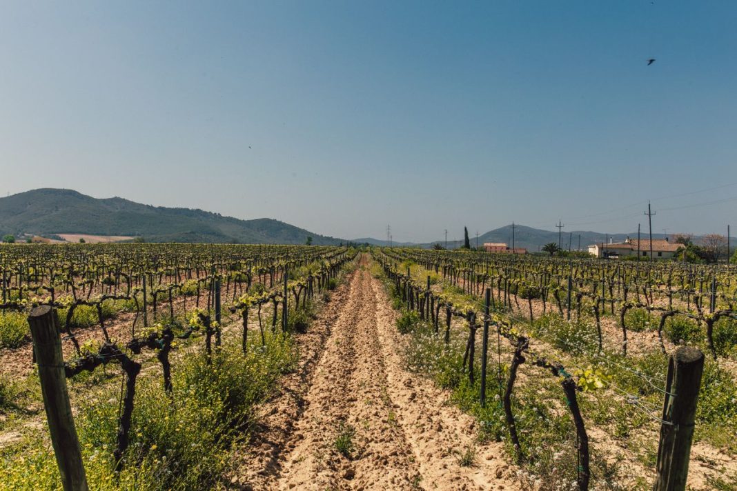 Hileras de viñedo en un campo con colinas al fondo.