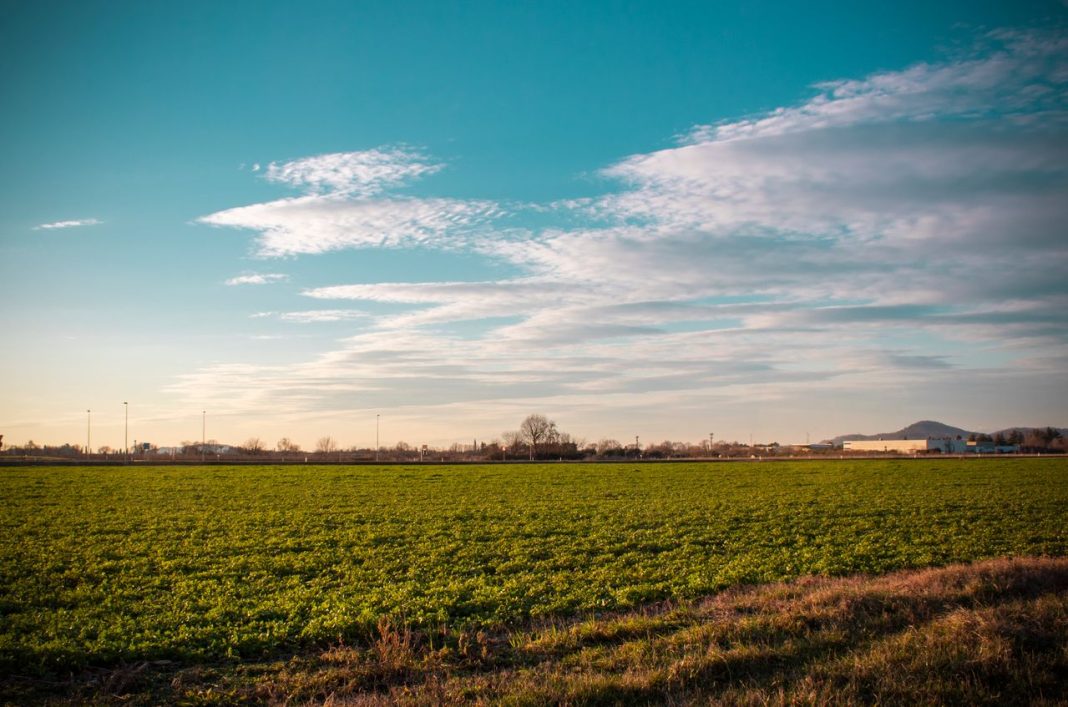 Campo de cultivo al atardecer con un núcleo de población al fondo.