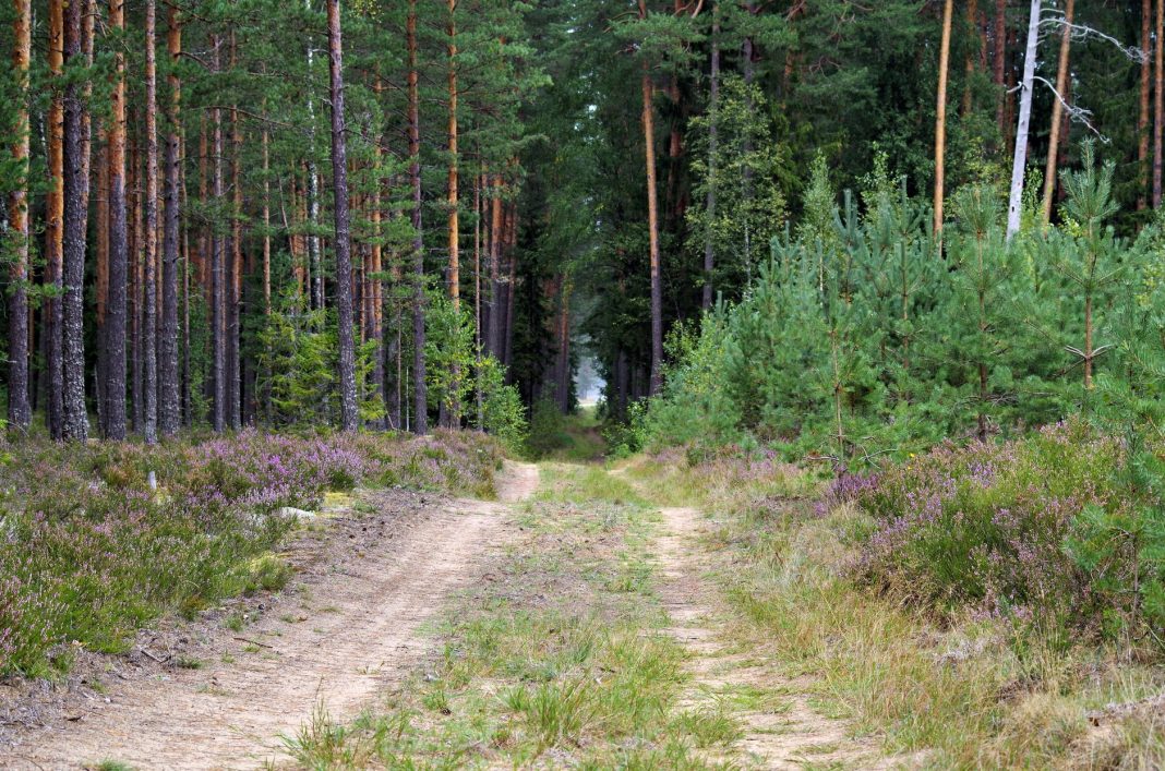 Pista forestal de tierra entre pinos.