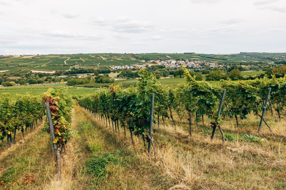 Viñedo con hileras de vides y uvas en maduración bajo el sol