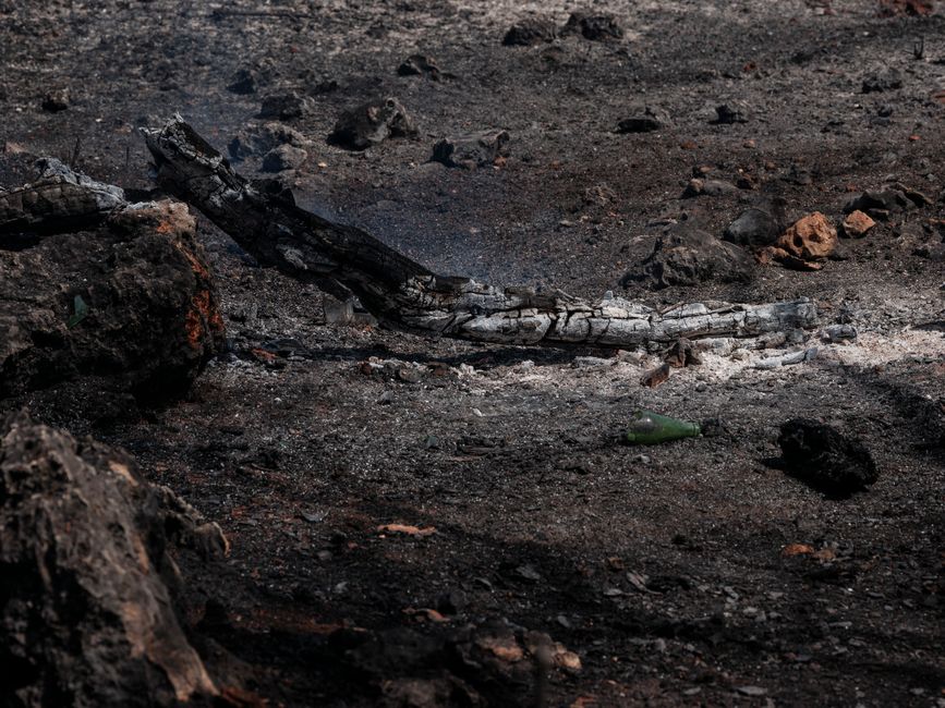 Suelo quemado de bosque tras incendio forestal en fase de recuperación