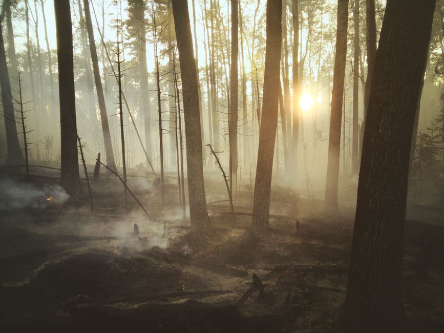 Paisaje forestal tras un incendio con troncos quemados y humo residual